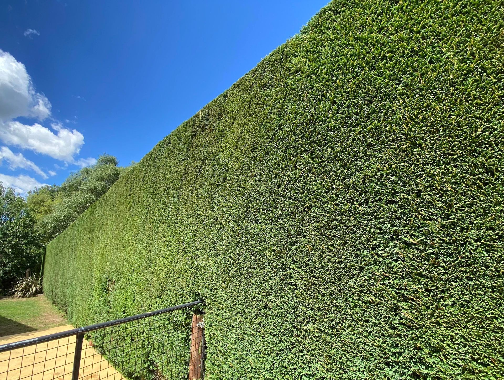 Large leyton green hedge extending away,