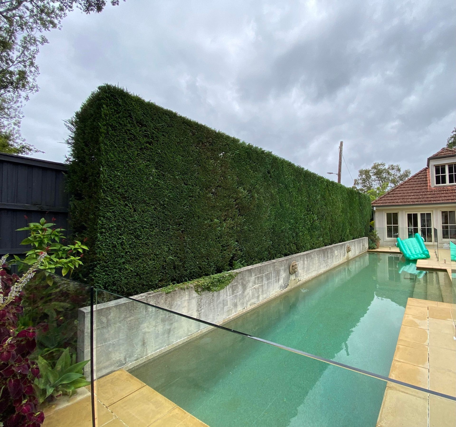 Large leyton green hedge hedge behind a lap swimming pool.