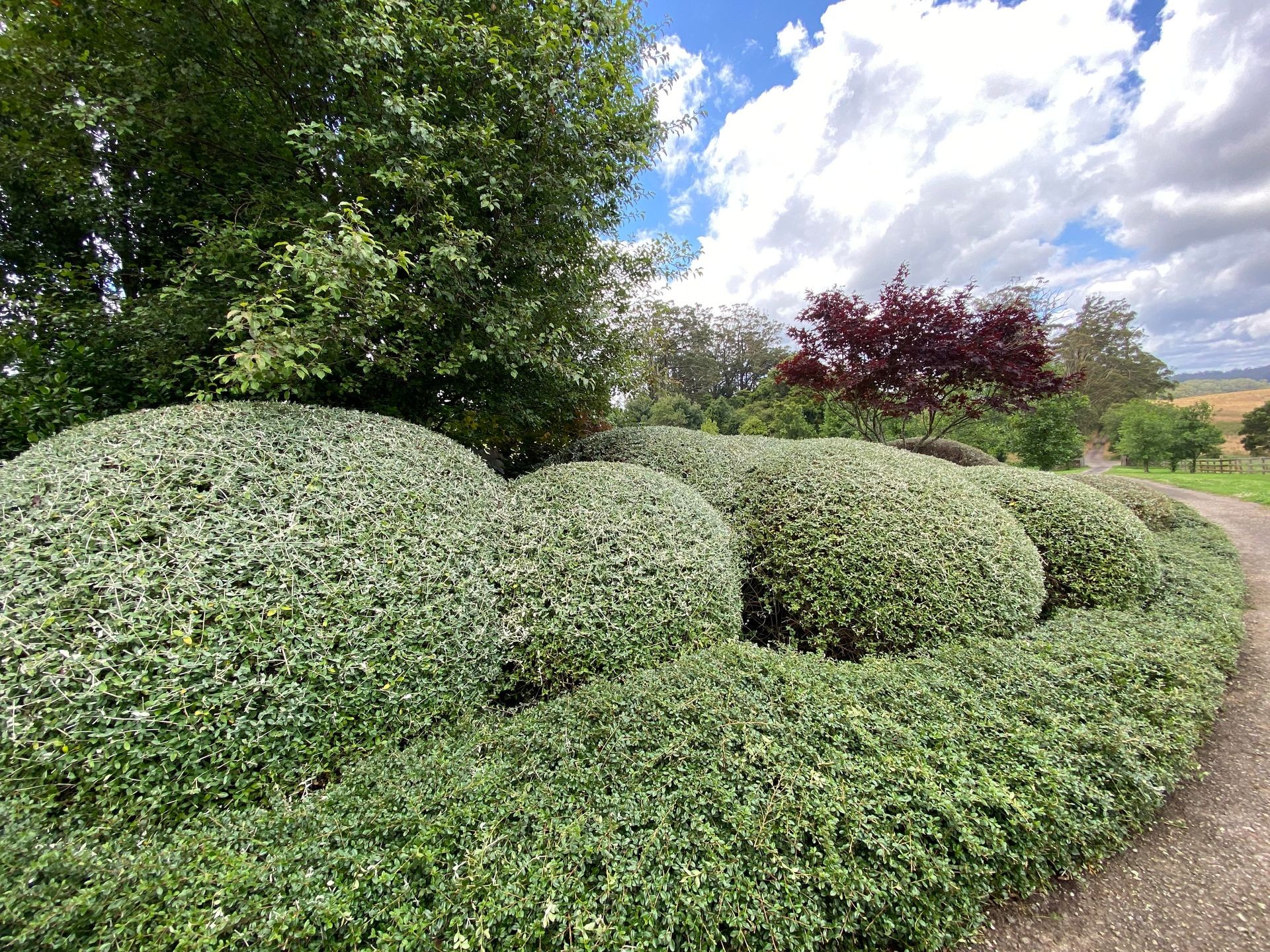 Round ball hedges making a feature or statement in the garden. Cloud hedges.