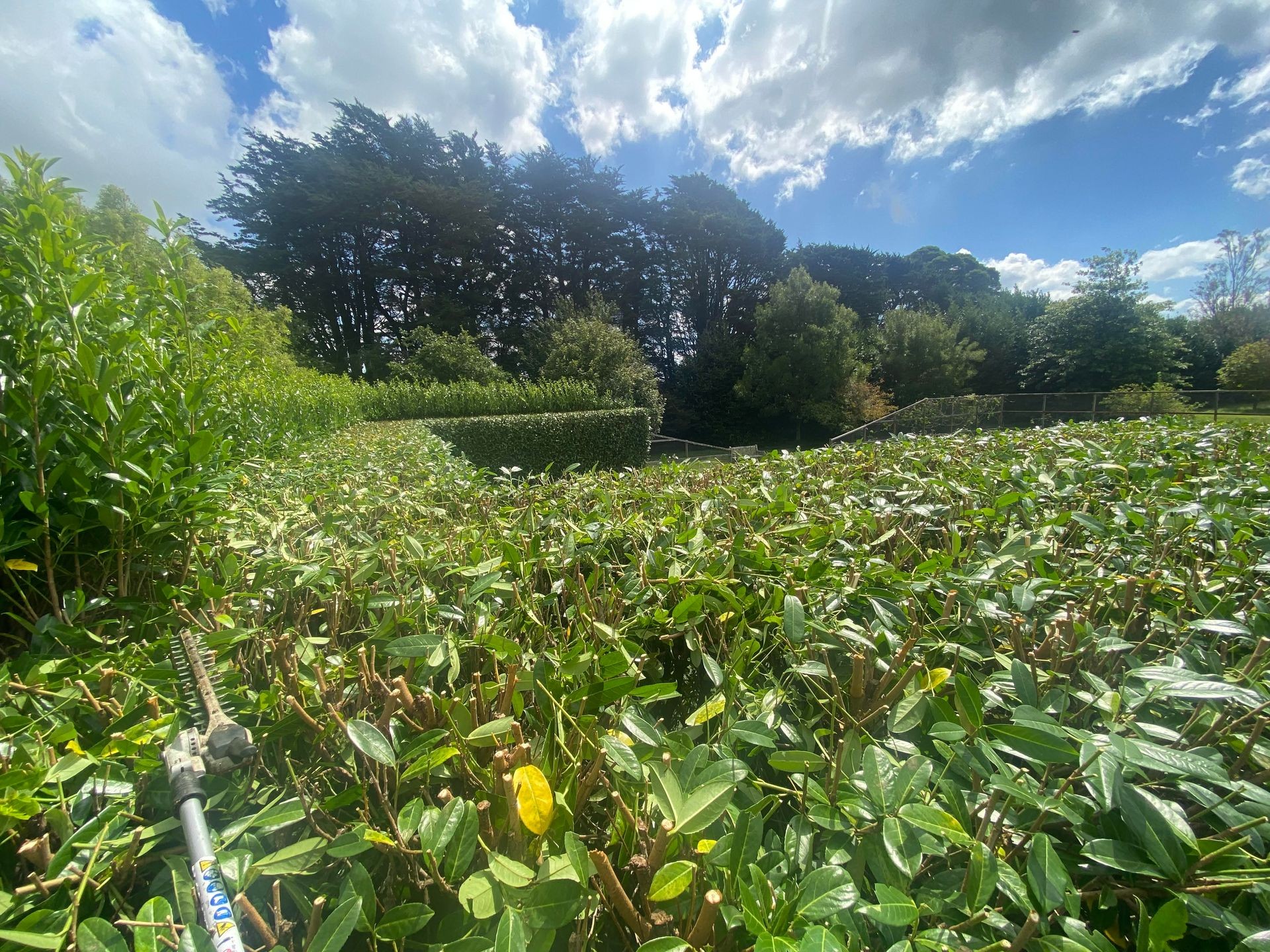 Hedge reduction on cherry laurel hedge. Large hedge.