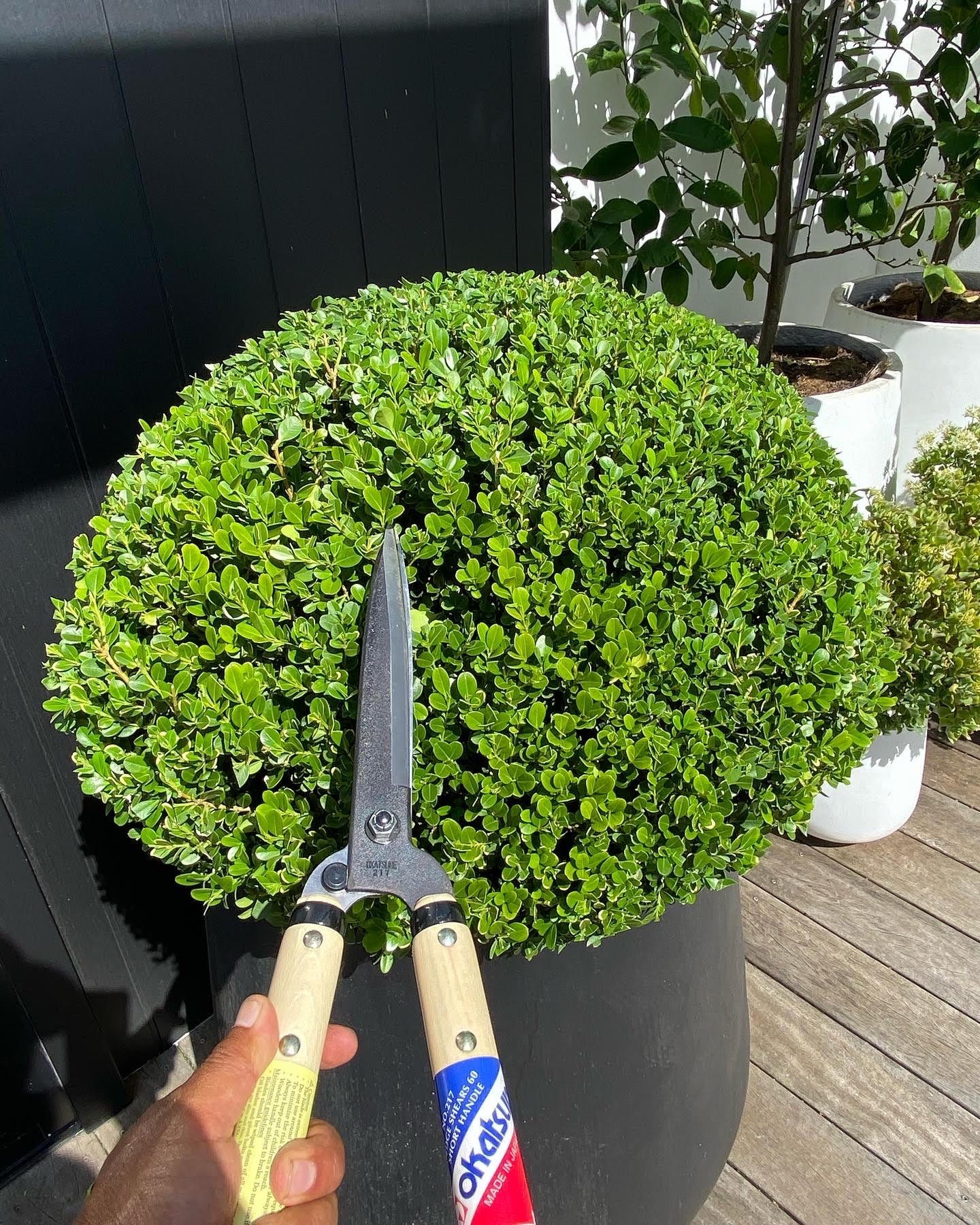 Shears hedging buxus ball beautifully.