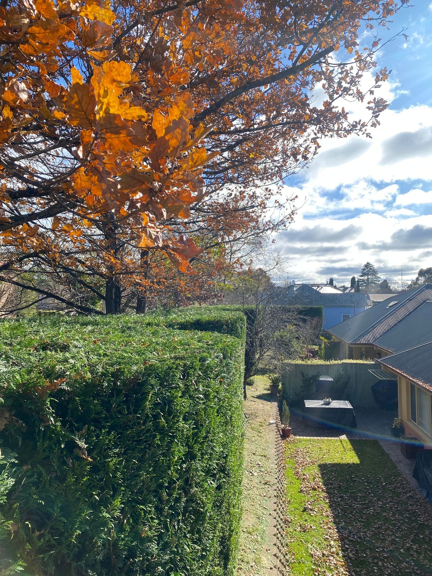 Long hedge down the side of house.